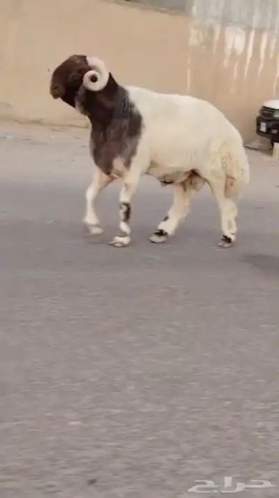 فحل نعيمي صنف للبيع 4