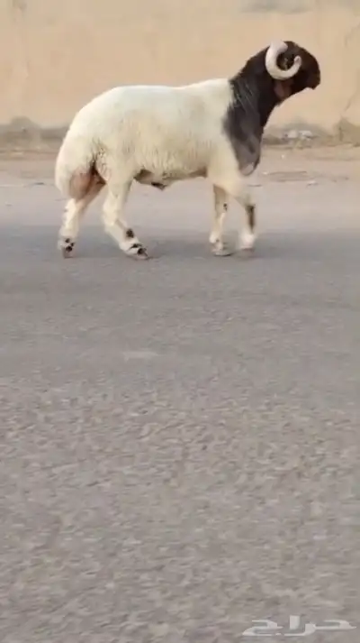 فحل نعيمي صنف للبيع 3