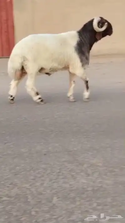 فحل نعيمي صنف للبيع 5