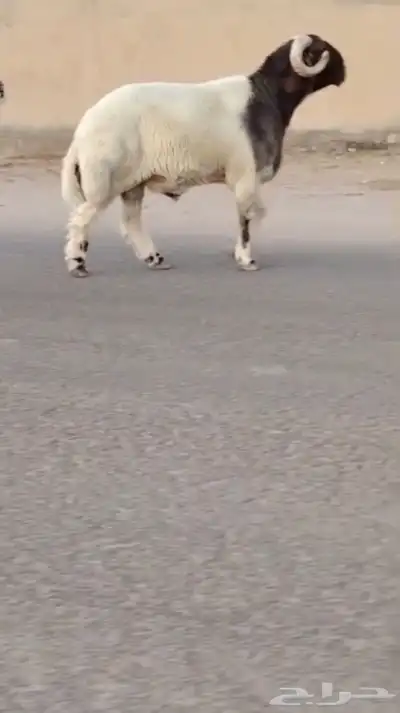 فحل نعيمي صنف للبيع 1
