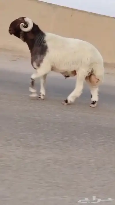 فحل نعيمي صنف للبيع 2