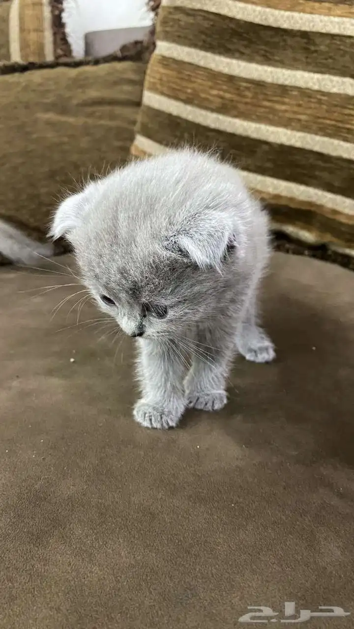 كيتن للبيع 3