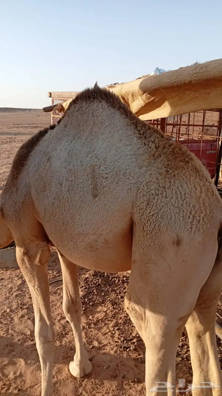 حشو حاشي لباني للبيع 0