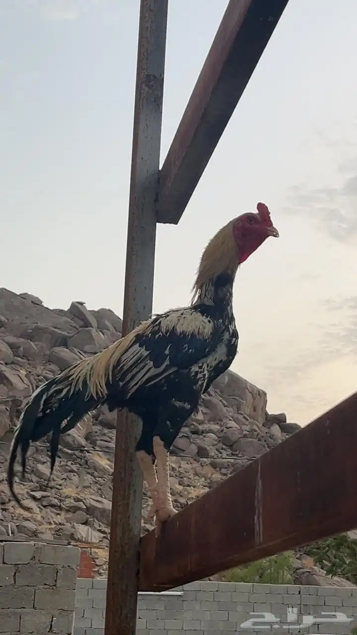 دجاج باكستاني للبيع على السوم لايوجد توصيل 9