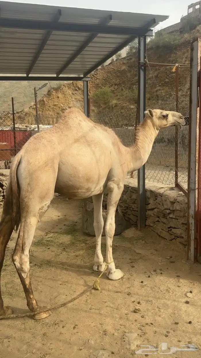 بعير أوضح العمر سنه ونص 1