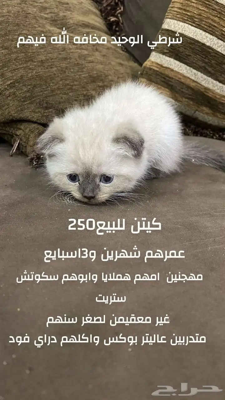 كيتن للبيع 0