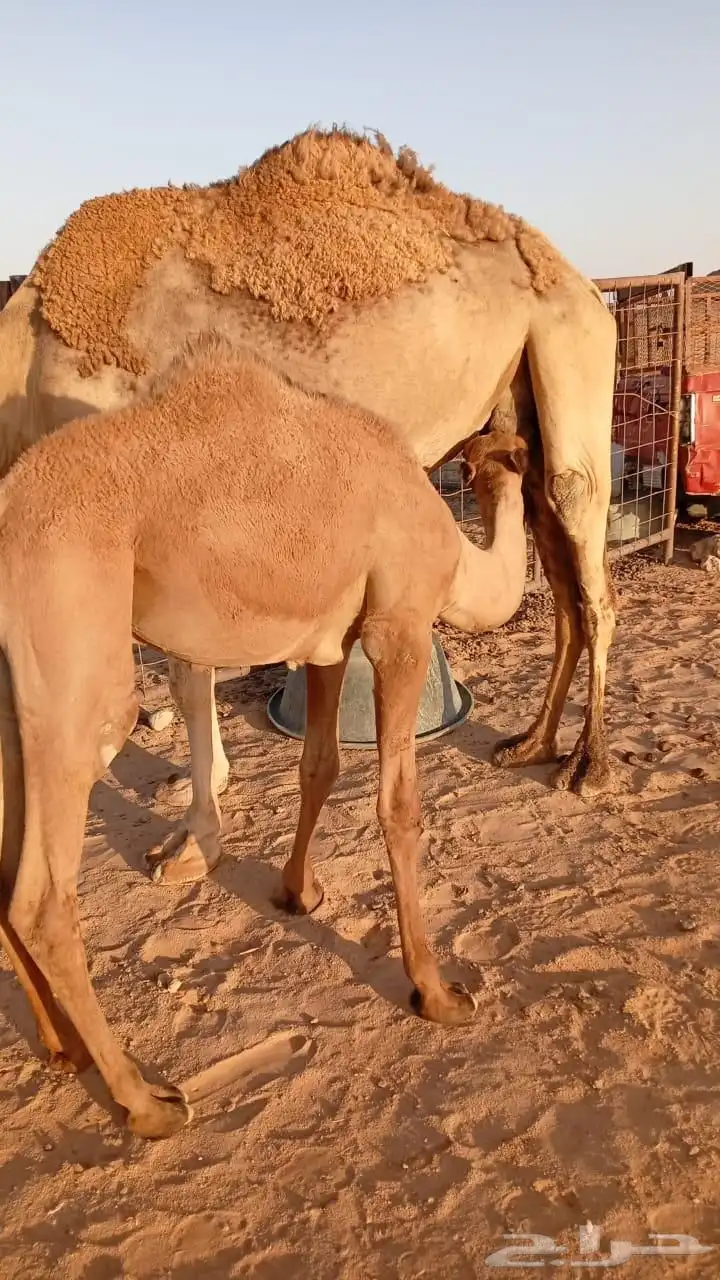 حشو حاشي لباني للبيع 1
