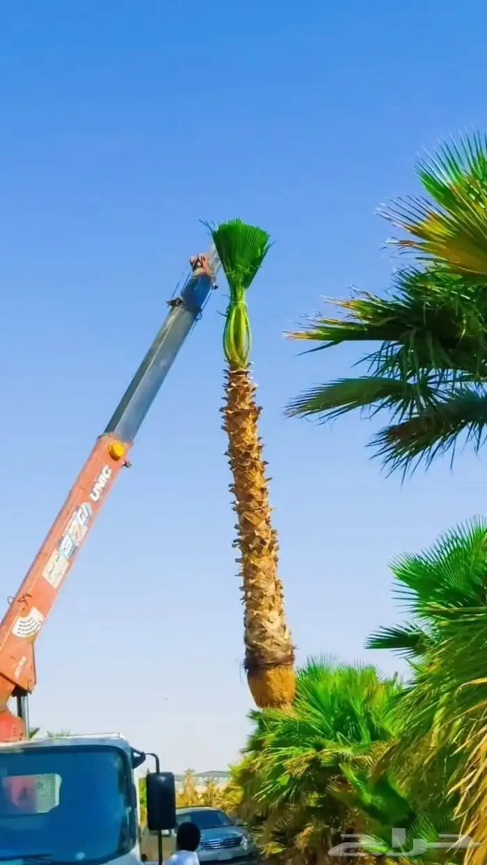 نخل للبيع واشنطن زينه معا التوريد والزراعة بجميع أنواع 1