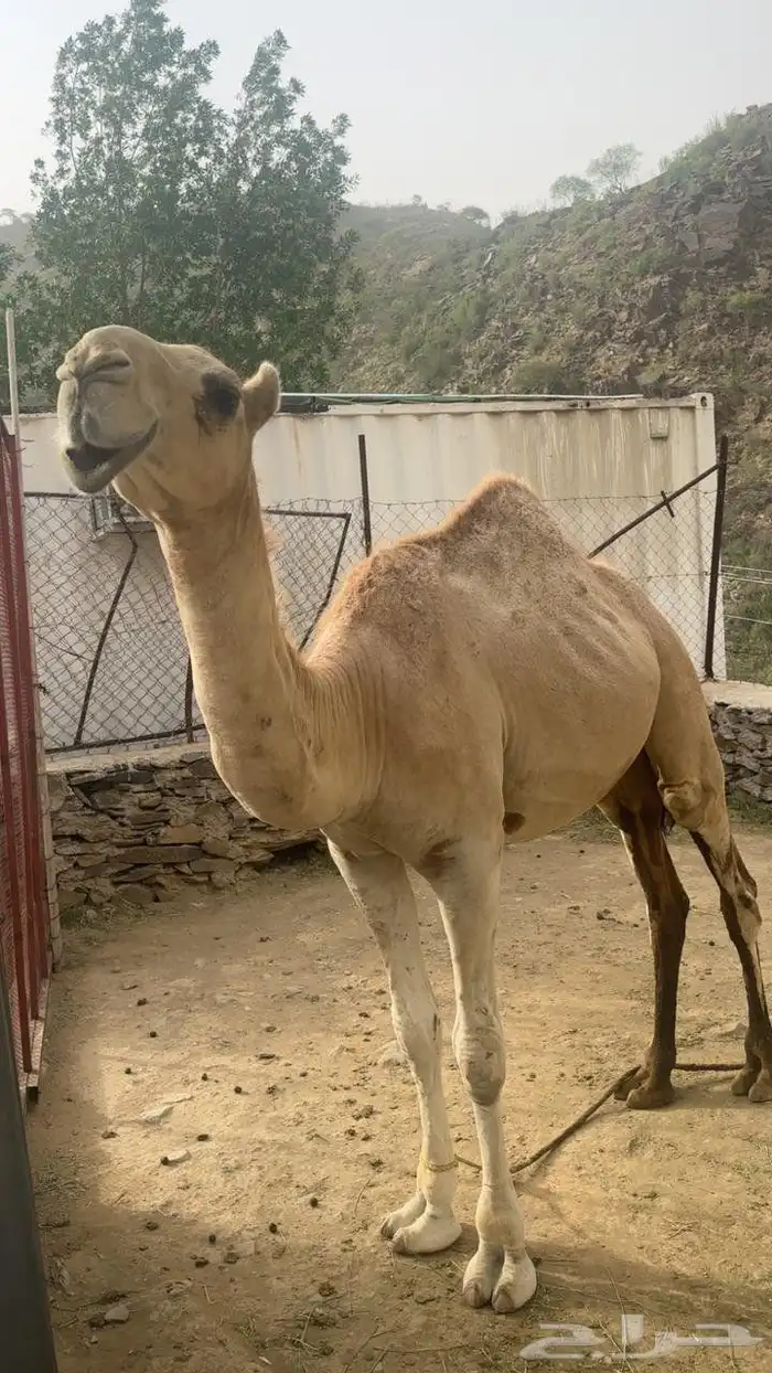 بعير أوضح العمر سنه ونص 0