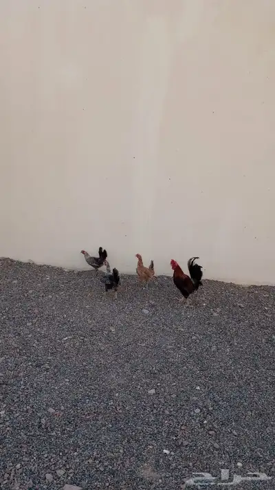 دجاج للبيع 1