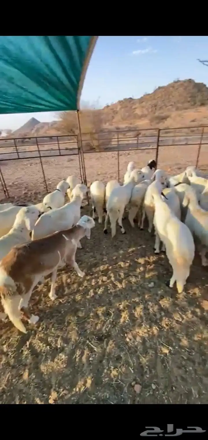 سواكن بيض 0
