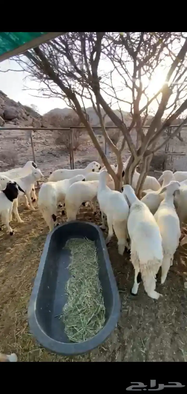 سواكن بيض 3