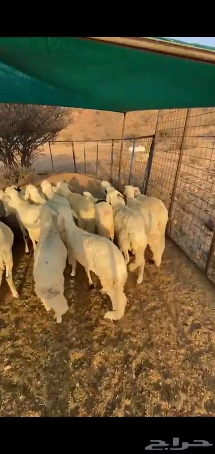 سواكن بيض 1
