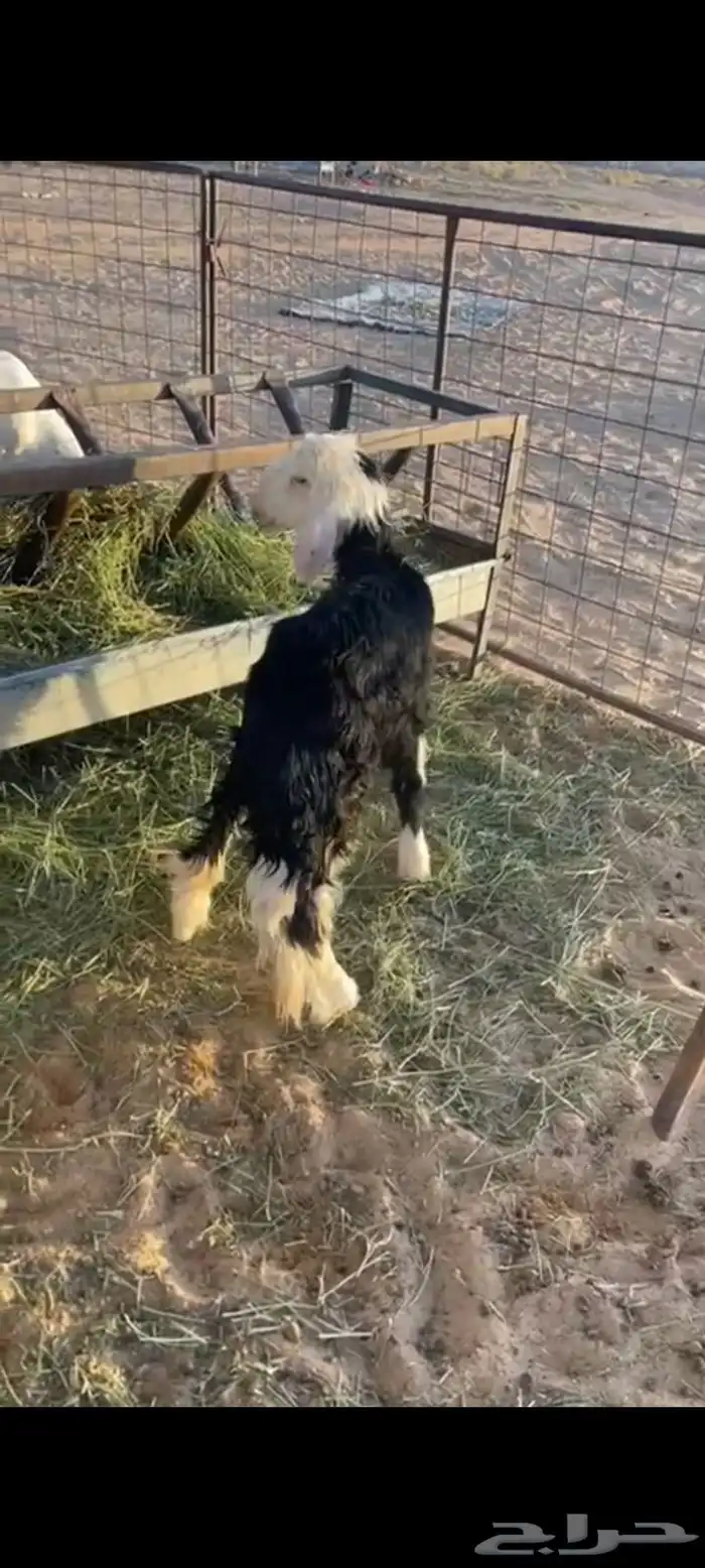 طلي نجدي رخله 0