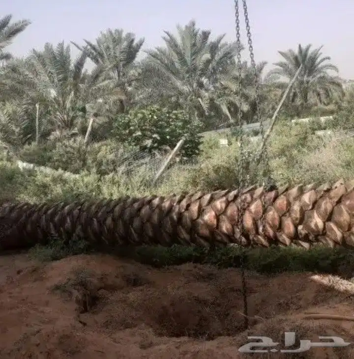 يوجد لدينا قسم خاص لنخيل العربي والواشنطني 0