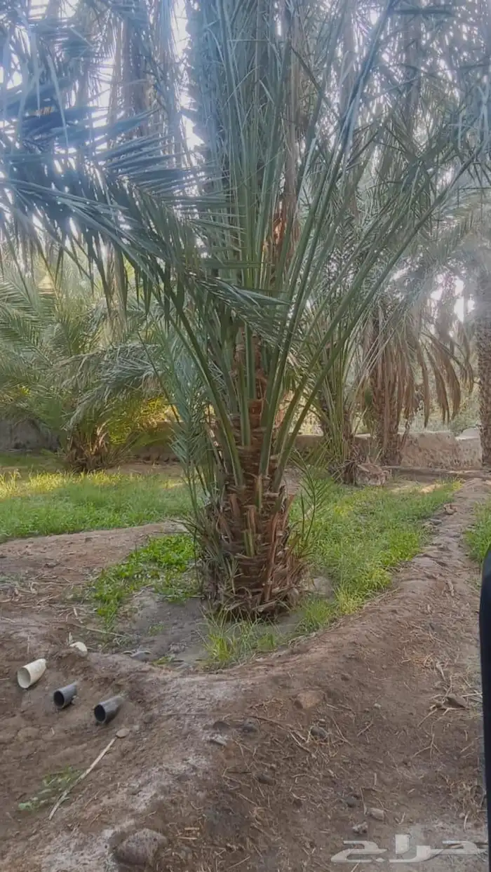 فصائل نخل في رهاط 3