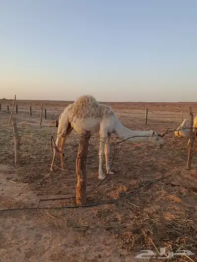 بكره 11سهر 2