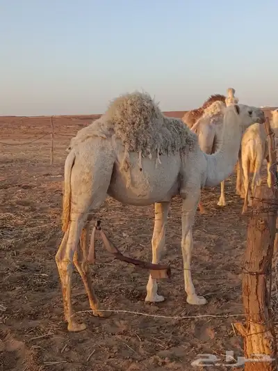 بكره 11سهر 1