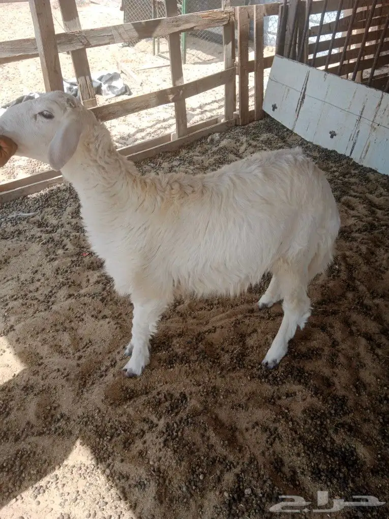 خروف حري طيب للبيع 4