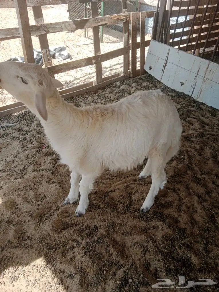 خروف حري طيب للبيع 5
