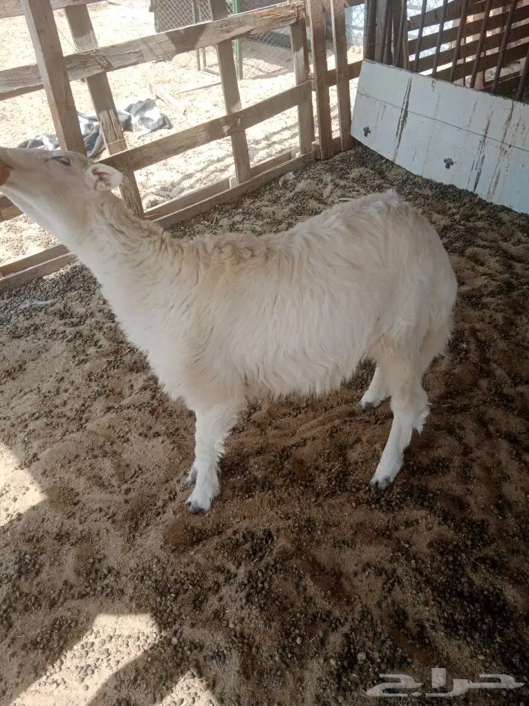 خروف حري طيب للبيع 3