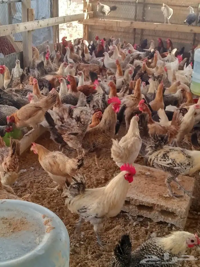 دجاج بلدي بياض وديوك 1