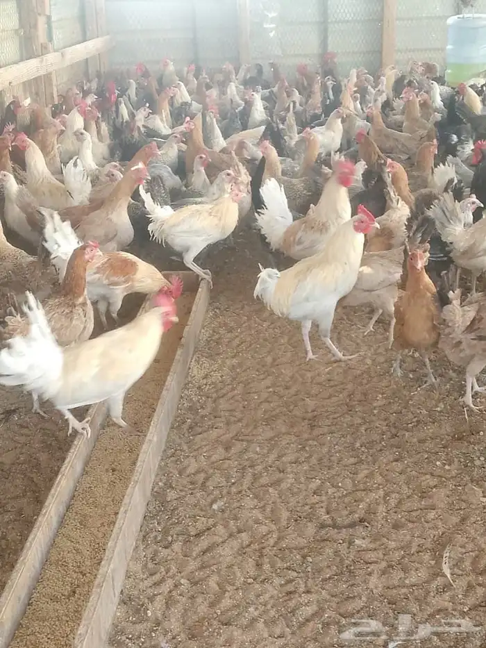 دجاج بلدي بياض وديوك 2