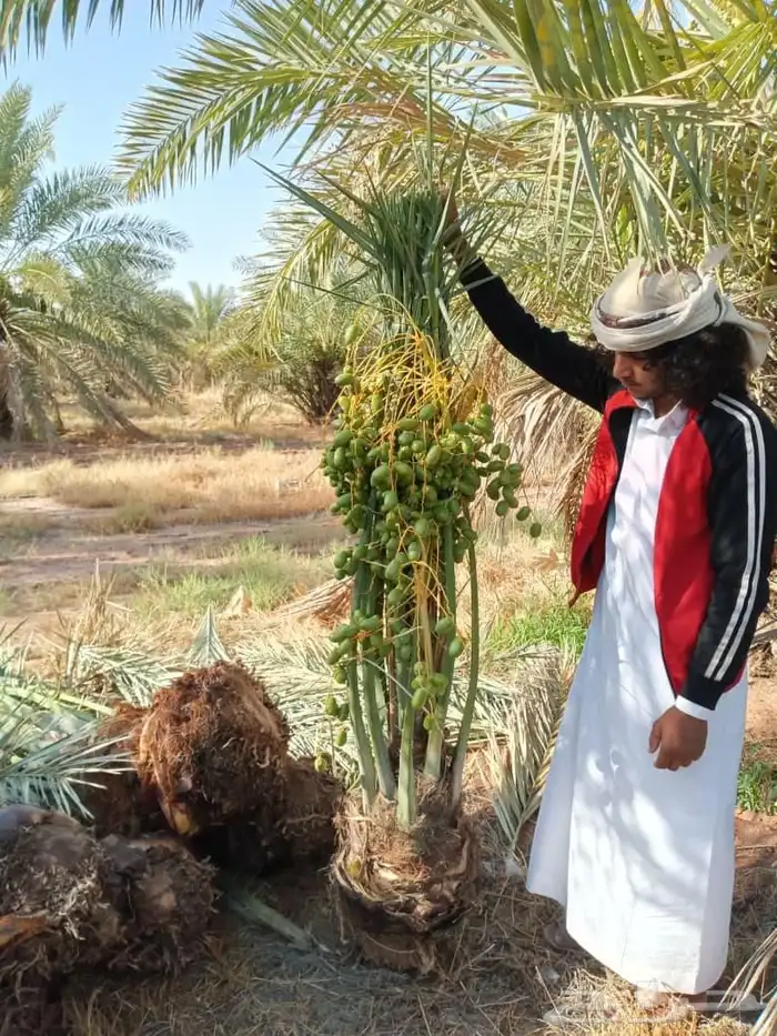 يتوفر خلاص مثمر_بجميع_انواعه_ومقاسته_المختلفه 8
