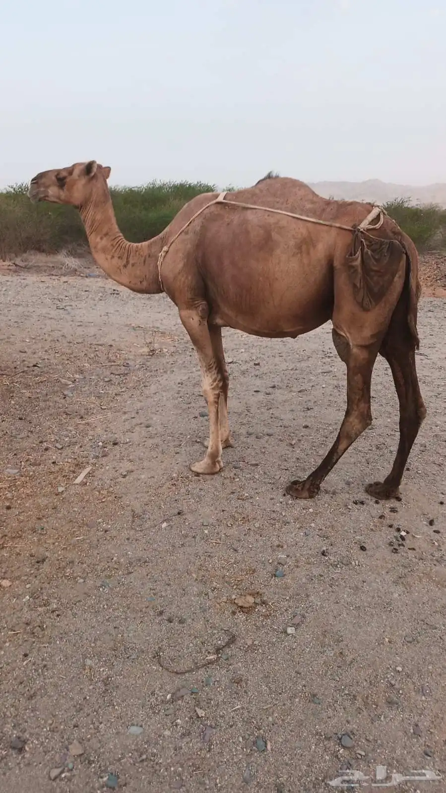 نياق حمر عوداي من 3500 2