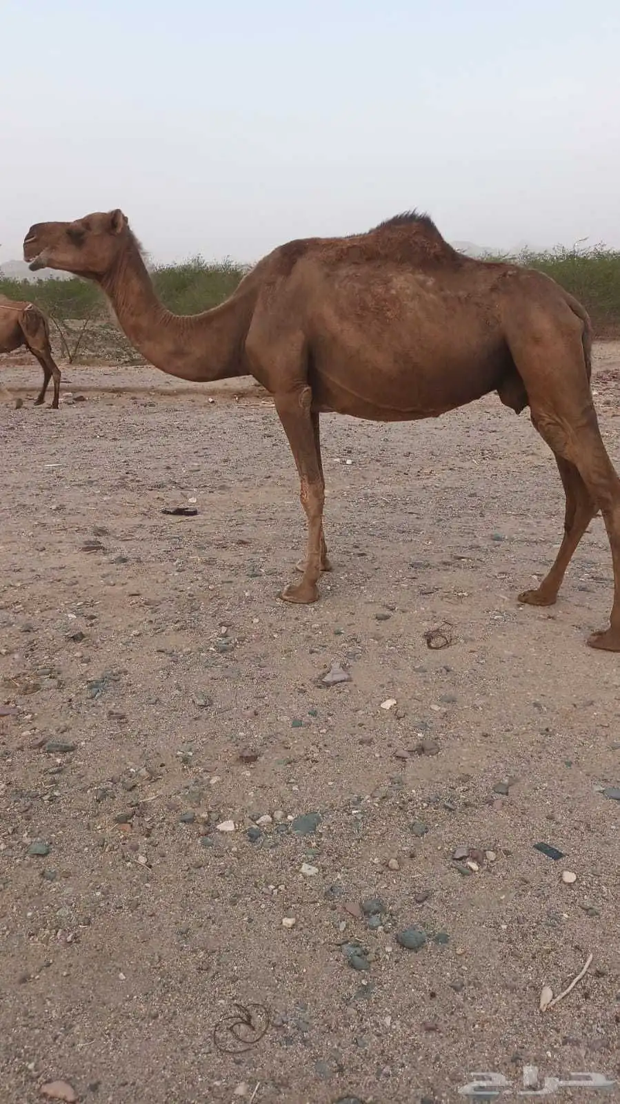 نياق حمر عوداي من 3500 1