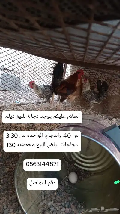 دجاج للبيع 0