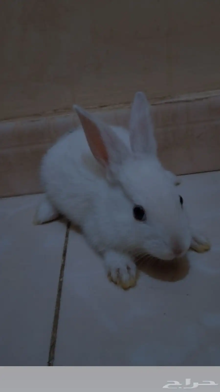 ارنب للبيع 2