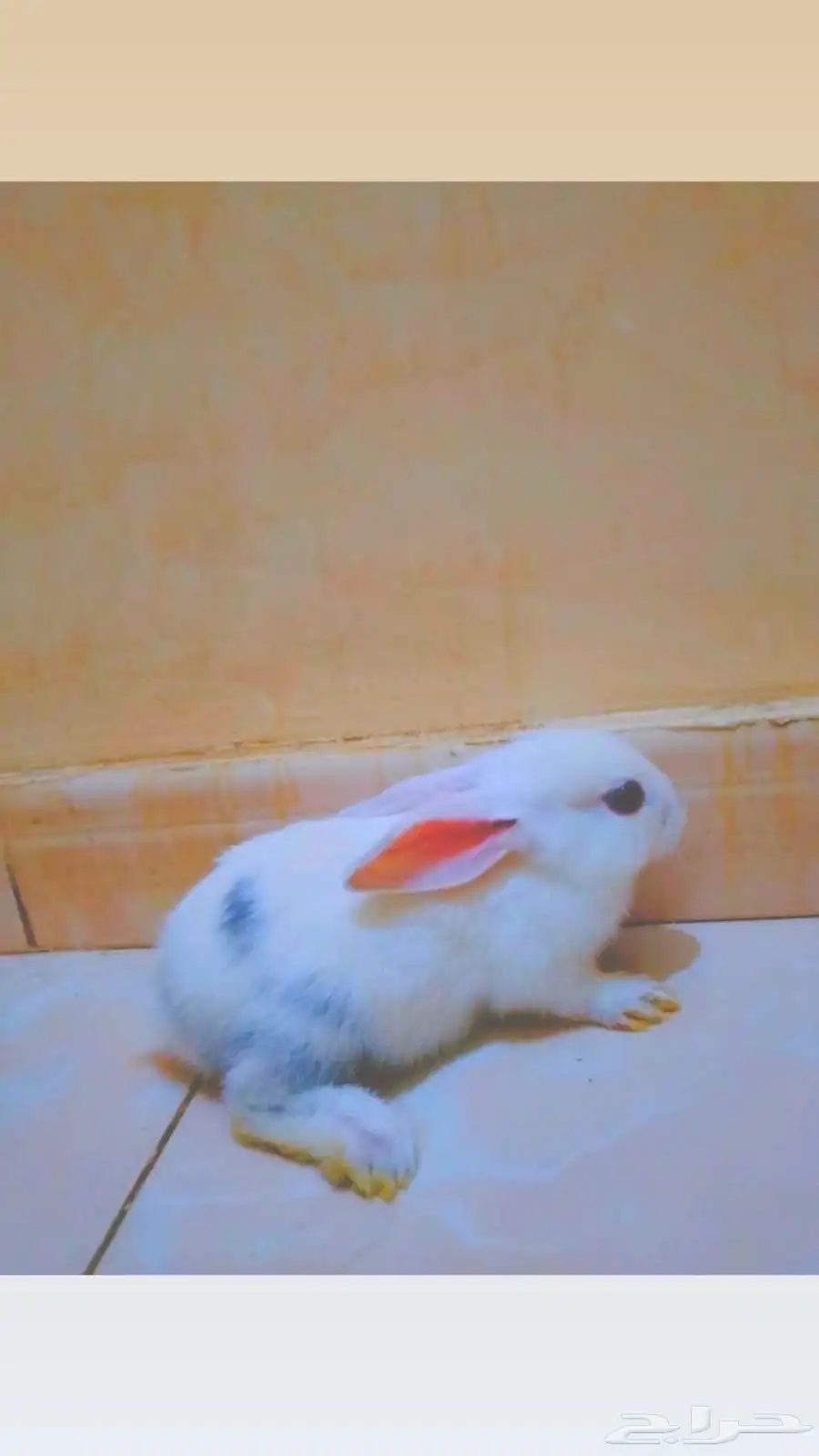 ارنب للبيع 4