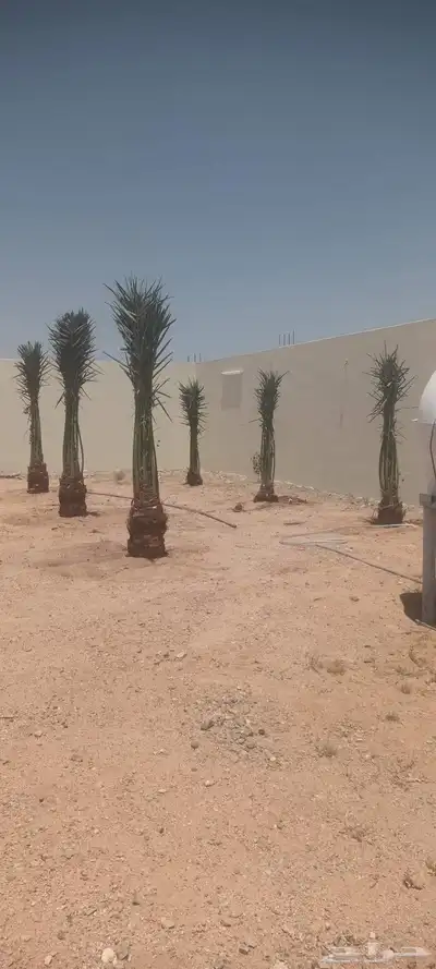 يوجد لدينا جميع انواع انخيل 9