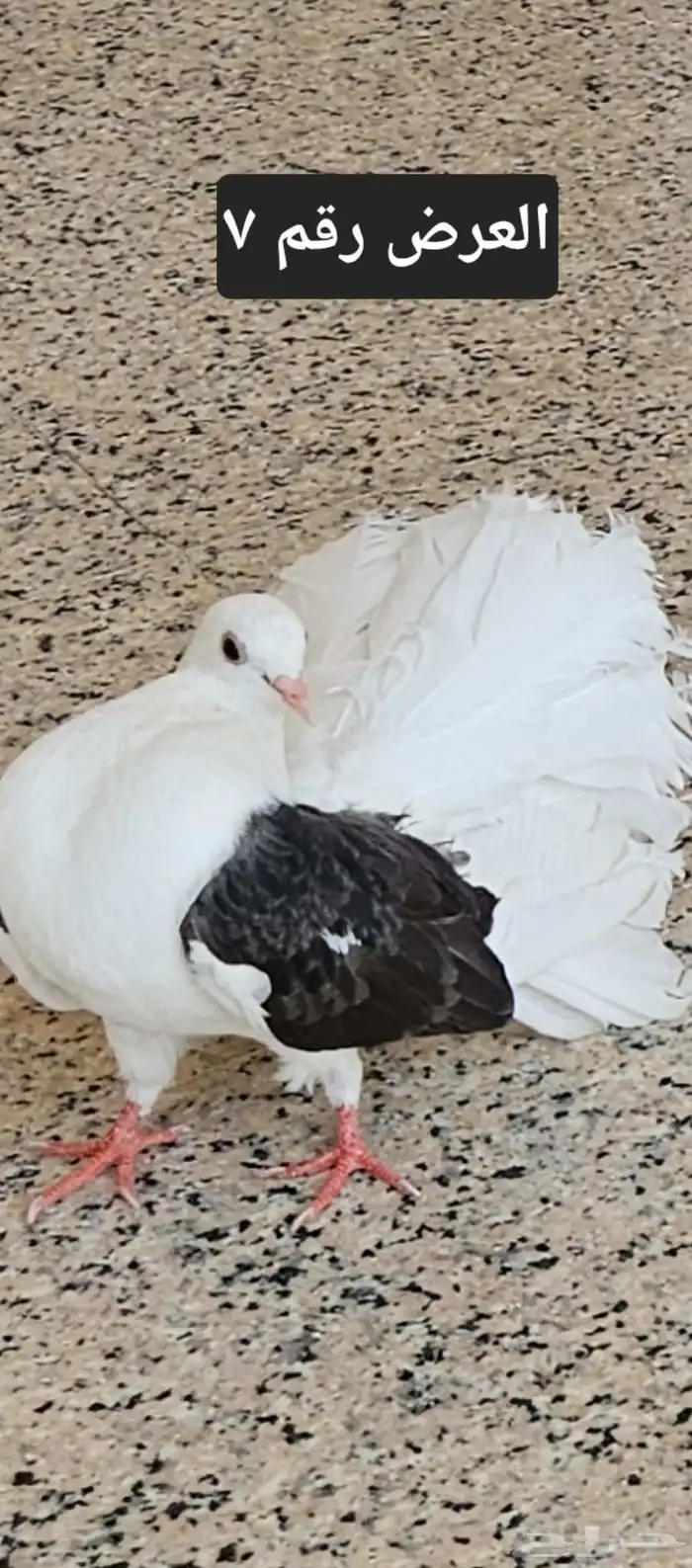 حمام منوع للبيع 27