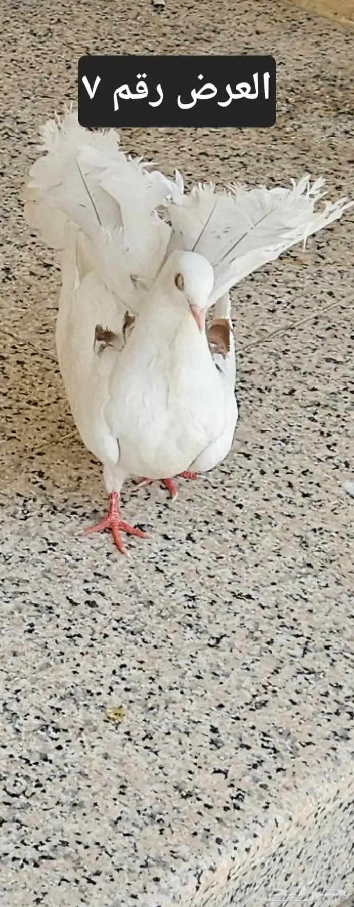 حمام منوع للبيع 26