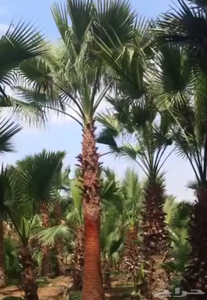 نخل للبيع واشنطن زينه معا التوريد والزراعة بجميع أنواع 5