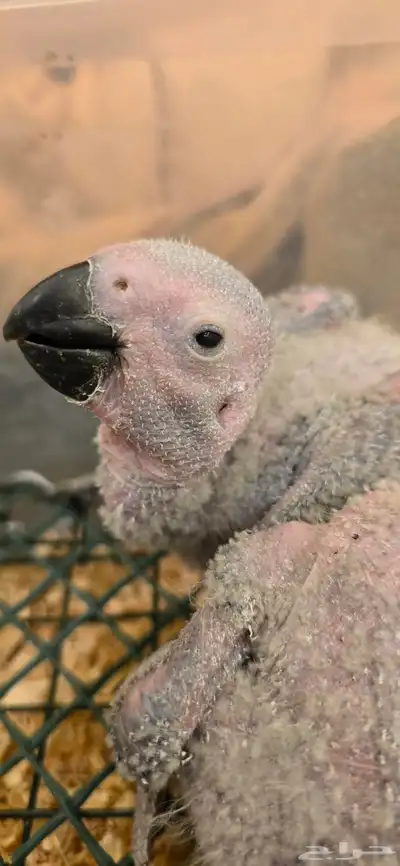 فروخ كاسكو كنقو انتاج محلي تم البيع 0