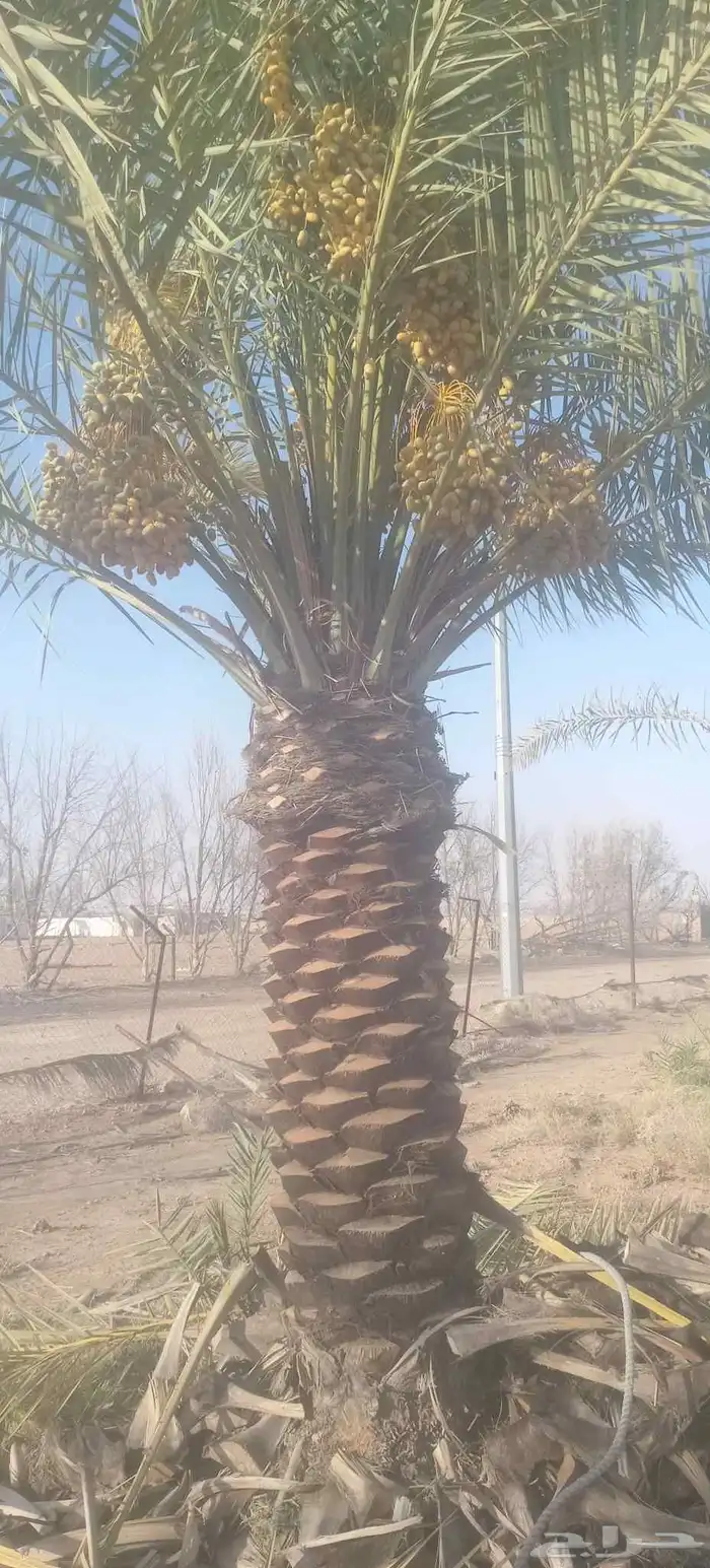 يوجد لدينا نخيل ما تمر مشاءالله تبارك الله 3