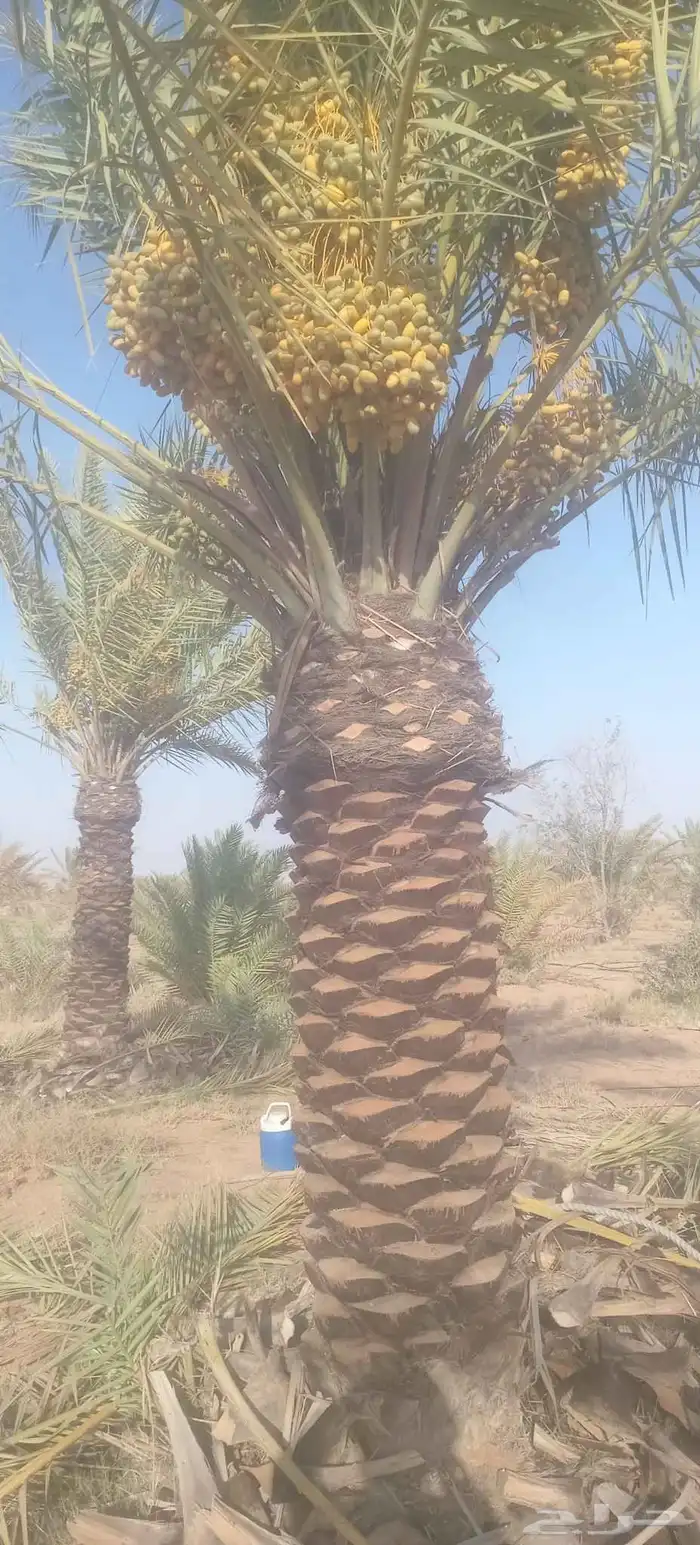 يوجد لدينا نخيل ما تمر مشاءالله تبارك الله 2