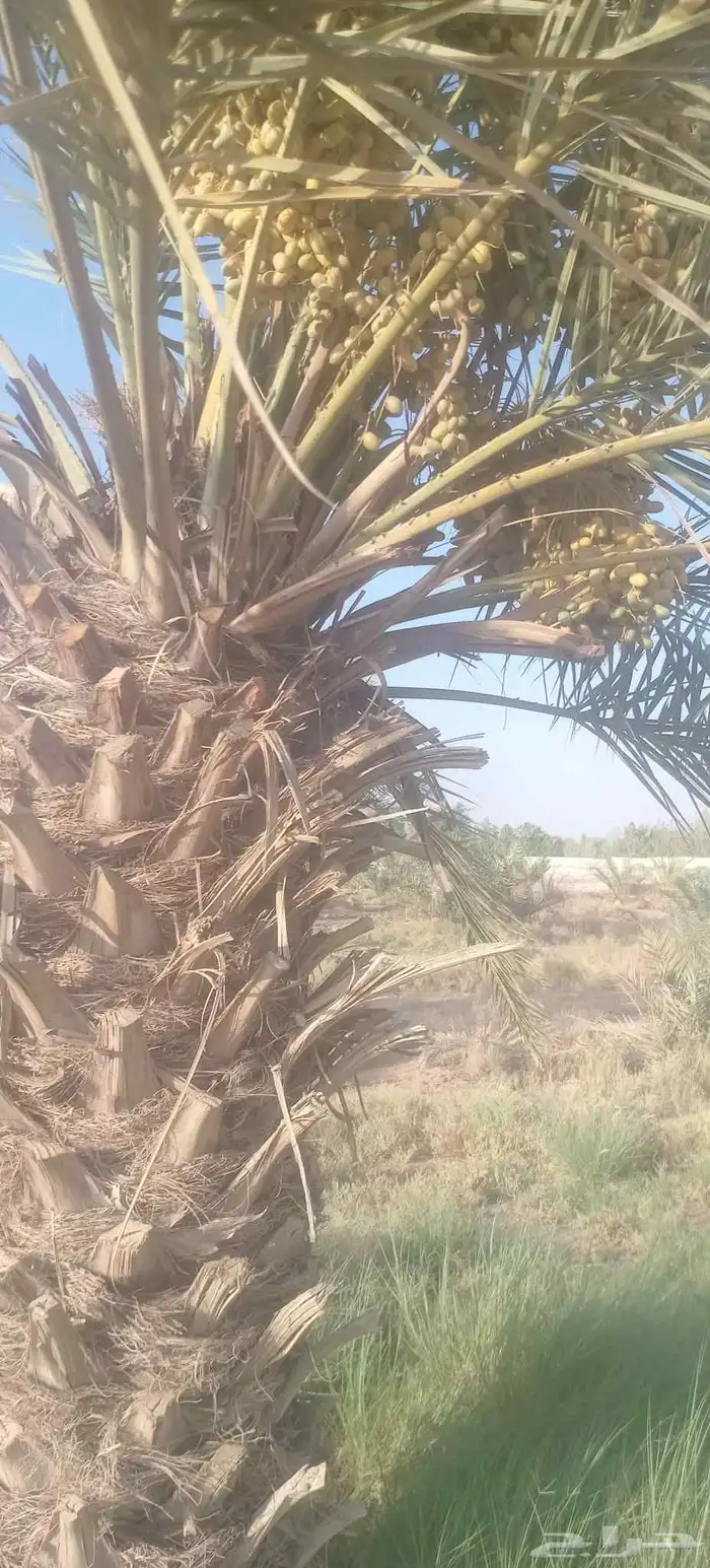 يوجد لدينا نخيل ما تمر مشاءالله تبارك الله 8