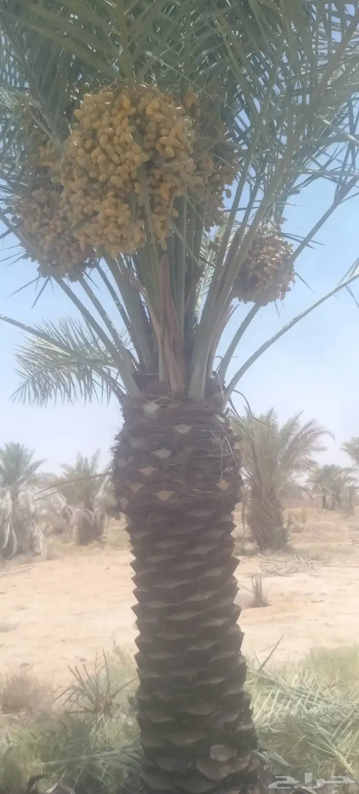 يوجد لدينا نخيل ما تمر مشاءالله تبارك الله 4