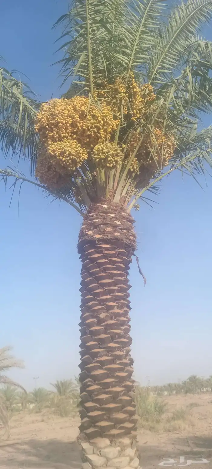 يوجد لدينا نخيل ما تمر مشاءالله تبارك الله 6