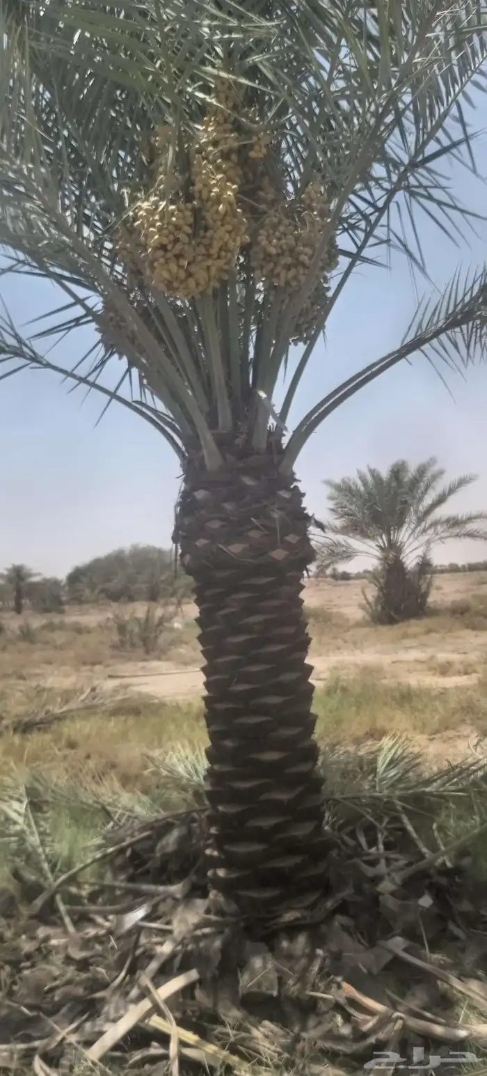 يوجد لدينا نخيل ما تمر مشاءالله تبارك الله 5