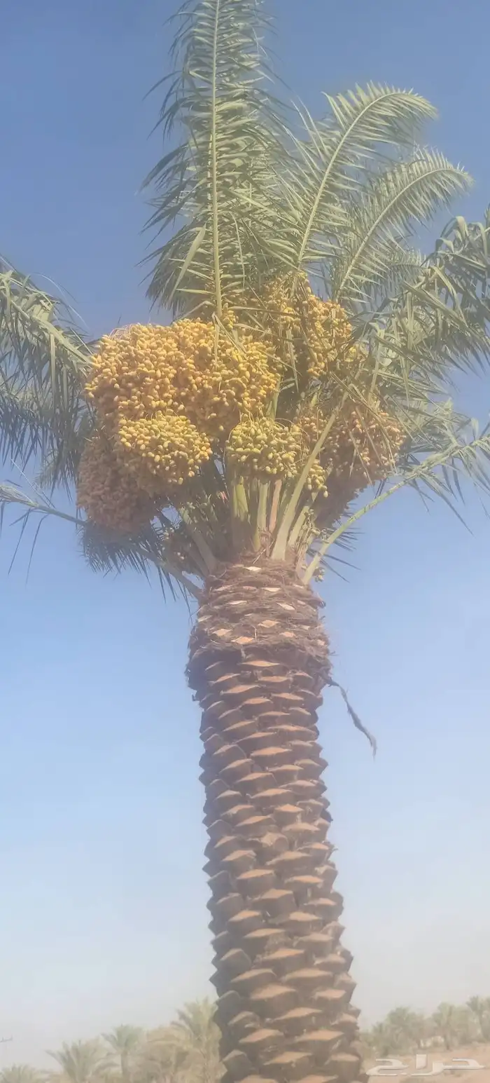 يوجد لدينا نخيل ما تمر مشاءالله تبارك الله 0