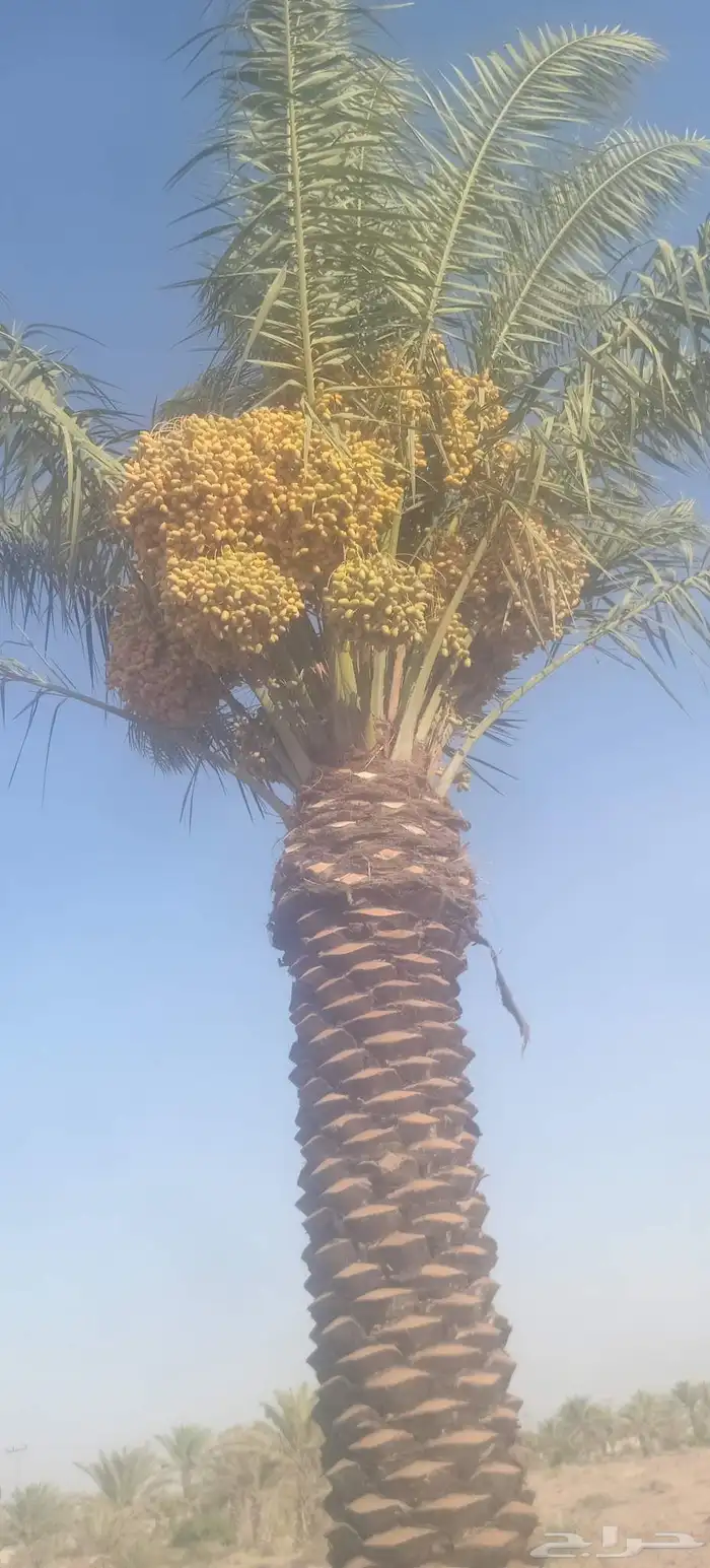 يوجد لدينا نخيل ما تمر مشاءالله تبارك الله 7