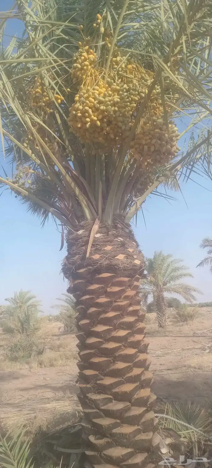 يوجد لدينا نخيل ما تمر مشاءالله تبارك الله 1