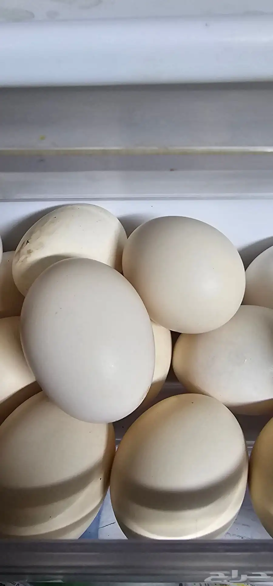 للبيع دجاج بلدي وبيض بلدي 0