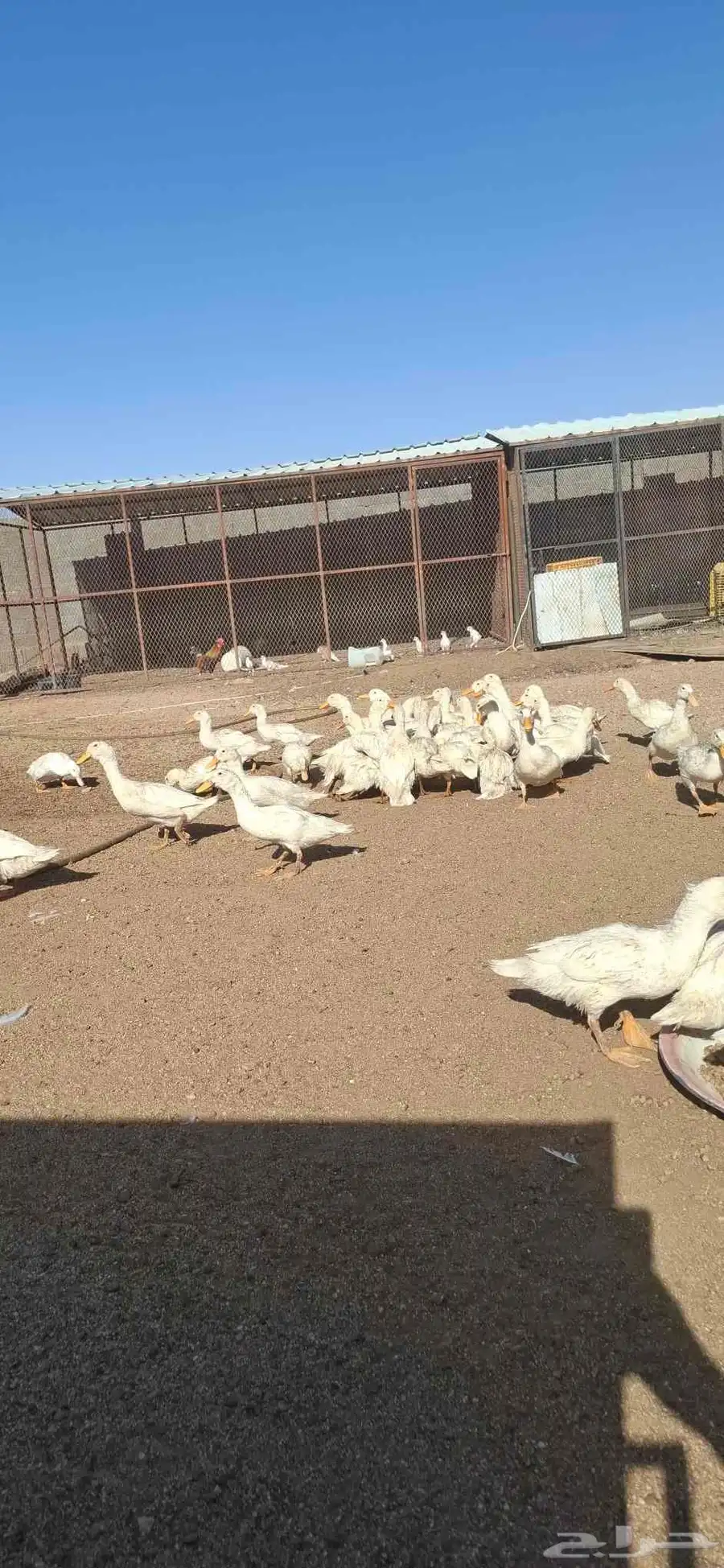 بط بكيني عمر 3 شهور 1