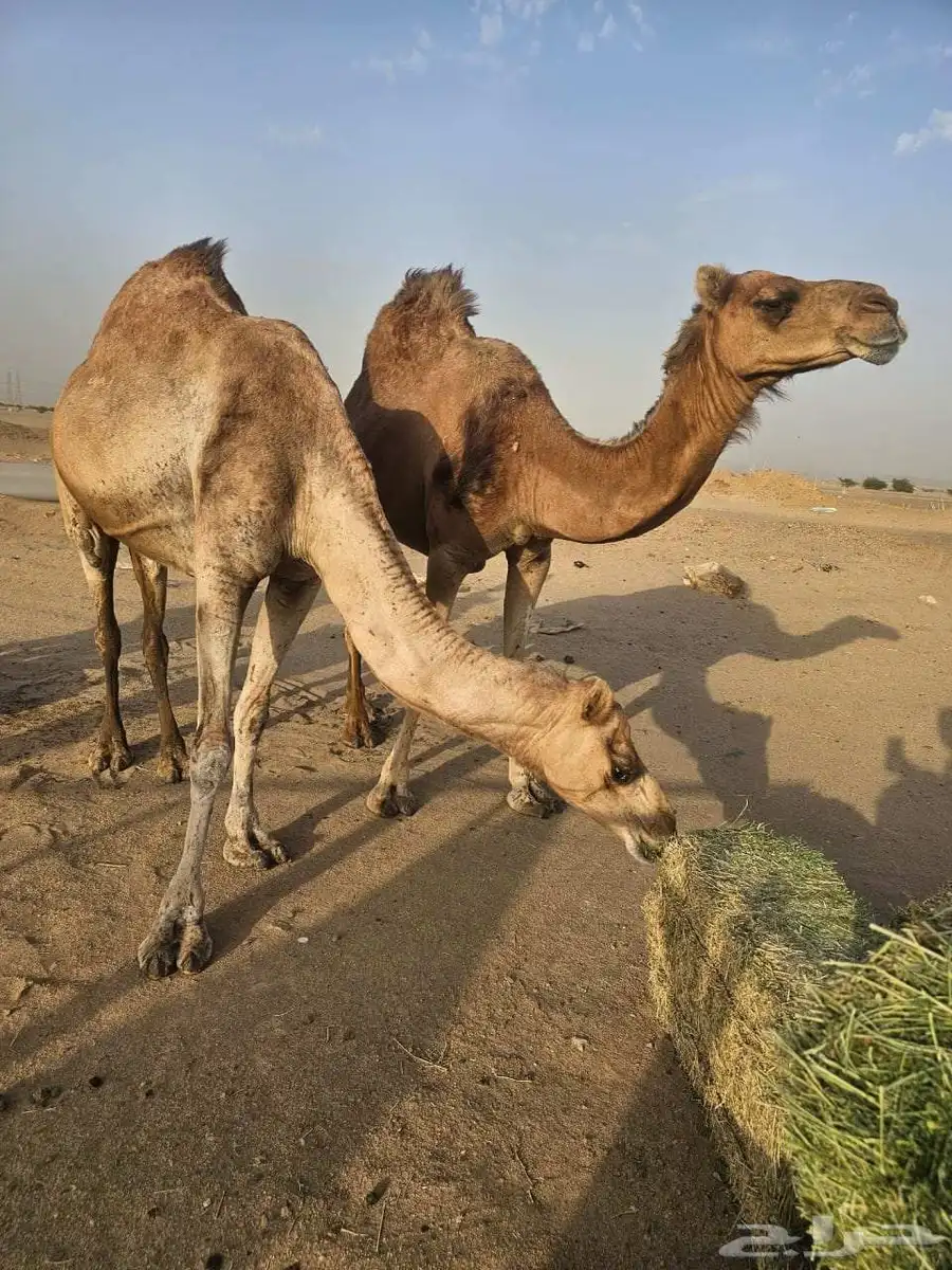 ابل للبيع 0
